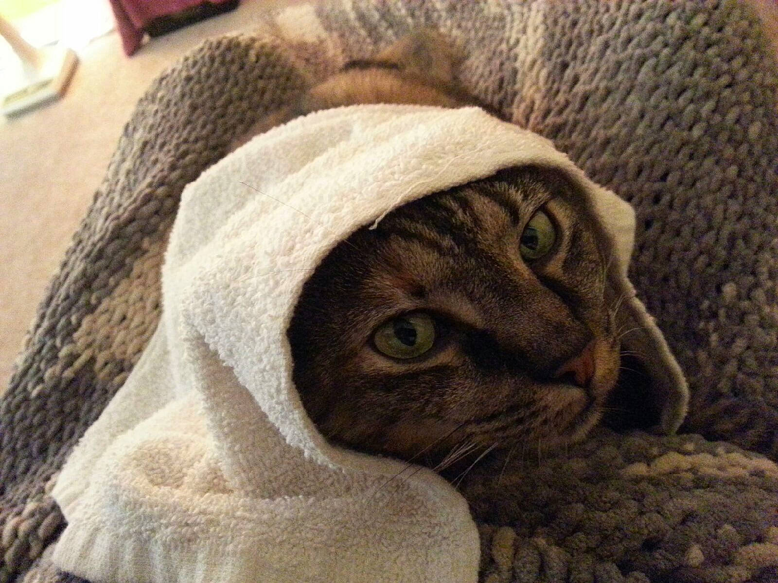 Bert is registered to the contest to win money with this photo: carnivore, cat, comfort, domestic_short_haired_cat, fawn, felidae, fur, grey, linens, pattern, small_to_medium_sized_cats, snout, terrestrial_animal, textile, thread, whiskers, wood, wool, woolen, wrinkle