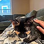 Salem is registered to the contest to win money with this photo: animal, blanket, calico, cat, comfort, couch, cozy, feline, fur, hand, home, indoor, living_room, pattern, pet, relaxation, resting, soft_light, whiskers, window
