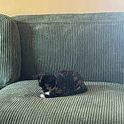 Salem is registered to the contest to win money with this photo: animal, calm, cat, comfortable, couch, cozy, domestic, feline, furniture, green, home, indoor, pet, quiet, relaxing, resting, sitting, soft_light, striped_texture, tortoiseshell_cat