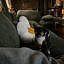 animal, cat, couch, cozy, curtains, daisy, fabric, furniture, green, home_decor, indoor, living_room, pet, plant, plush_pillow, quiet, relaxing, seated, soft_lighting, tortoiseshell
