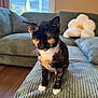 Salem is registered to the contest to win money with this photo: animal, cat, couch, cozy, curious, domestic_cat, flower_pillow, furniture, home, indoor, living_room, natural_light, pet, plush_pillow, seated, soft_texture, tortoiseshell, whiskers, white_paws, window