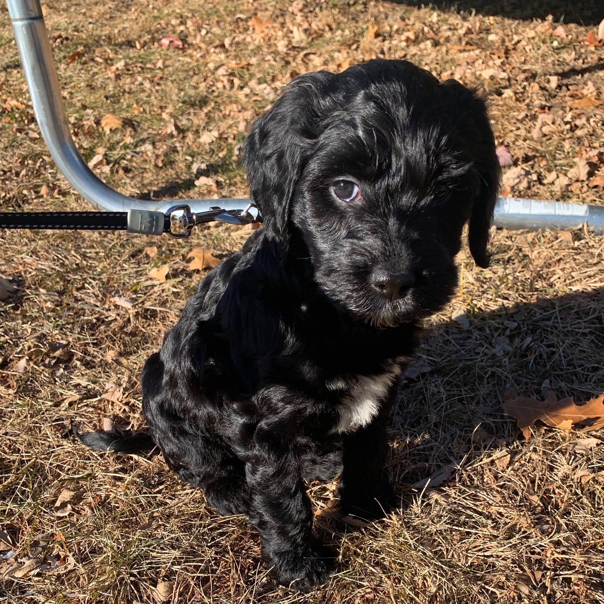 Luna joined the competition — help win amazing prizes! canidae, carnivore, collar, companion_dog, dog, dog_breed, dog_collar, fur, leash, pet_supply, puppy, shadow, snout, sporting_group, street_dog, vertebrate, water_dog, working_animal, working_dog