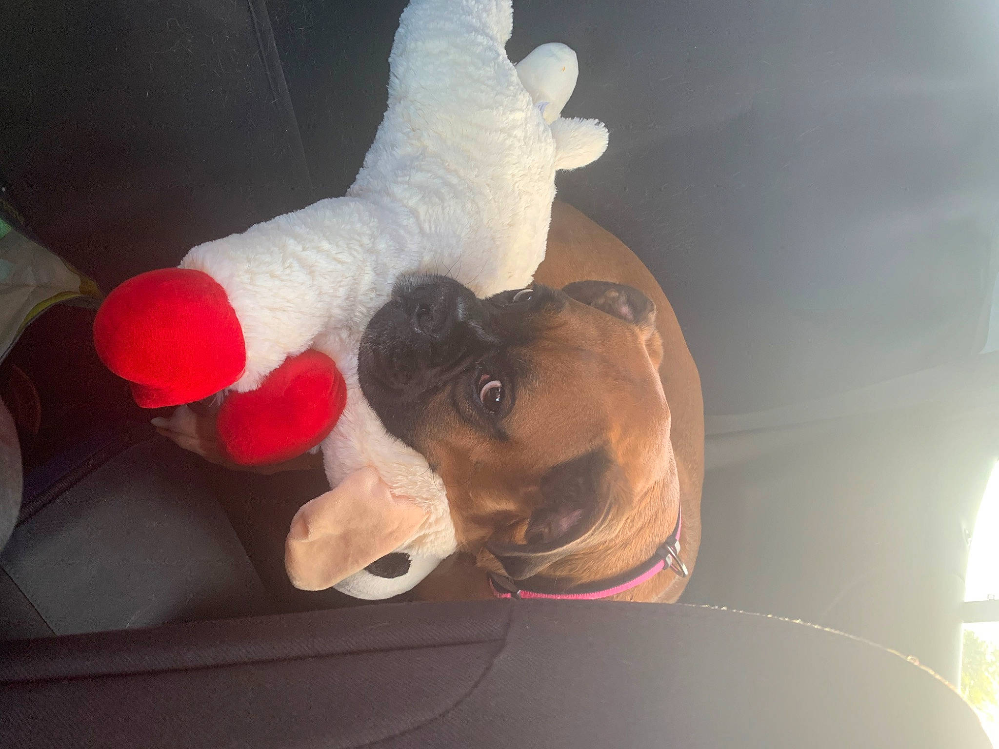 Jazzie is registered to the contest to win money with this photo: auto_part, automotive_exterior, automotive_lighting, car_seat, carmine, eyewear, fun, fur, gesture, glove, hand, human_leg, mammal, personal_protective_equipment, plush, stuffed_toy, sunglasses, toy, vehicle_door, vertebrate