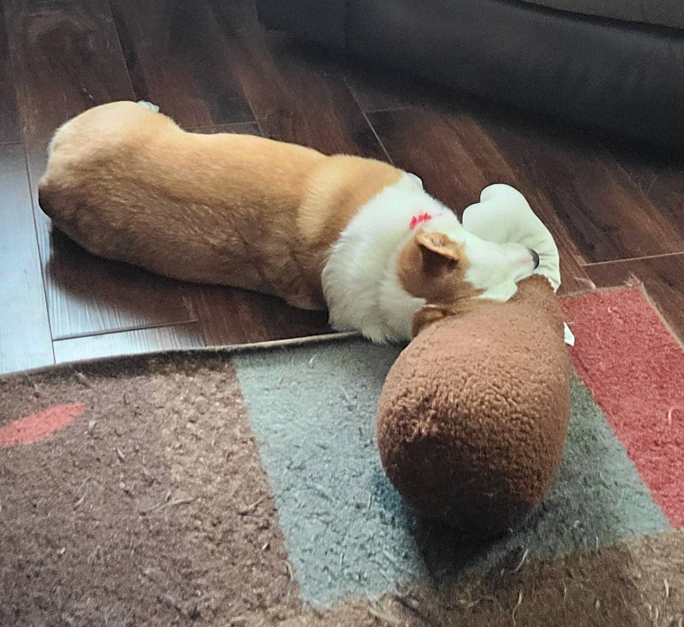 Bella joined the competition — help win amazing prizes! carnivore, cat, cloud, comfort, companion_dog, fawn, felidae, flooring, foot, fur, human_body, human_leg, linens, paw, sky, small_to_medium_sized_cats, snout, tail, whiskers, wood