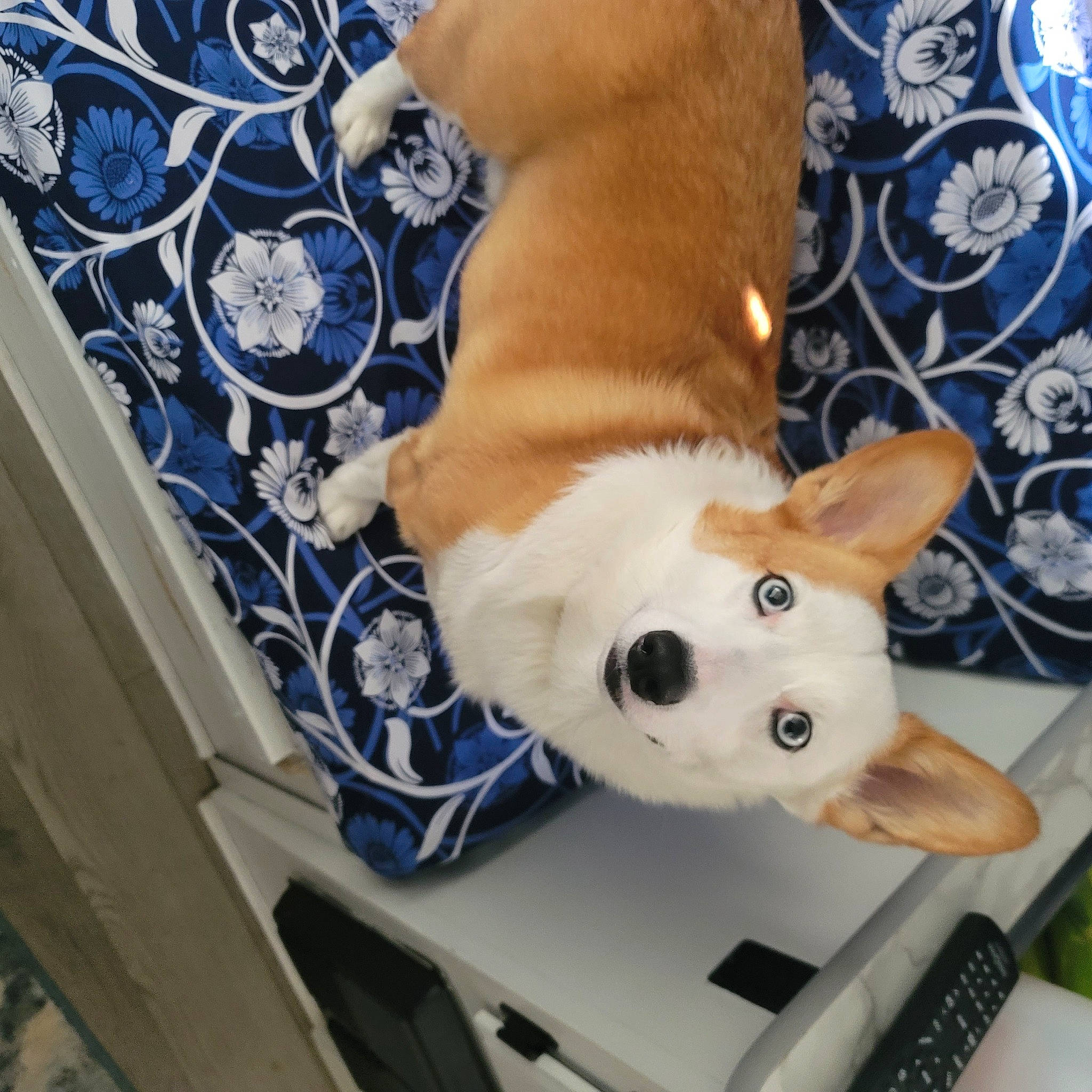 Bella joined the competition — help win amazing prizes! canidae, carnivore, collar, comfort, companion_dog, computer_keyboard, dog, dog_breed, dog_supply, fawn, felidae, linens, paw, pet_supply, snout, sporting_group, stuffed_toy, toy, whiskers, working_animal