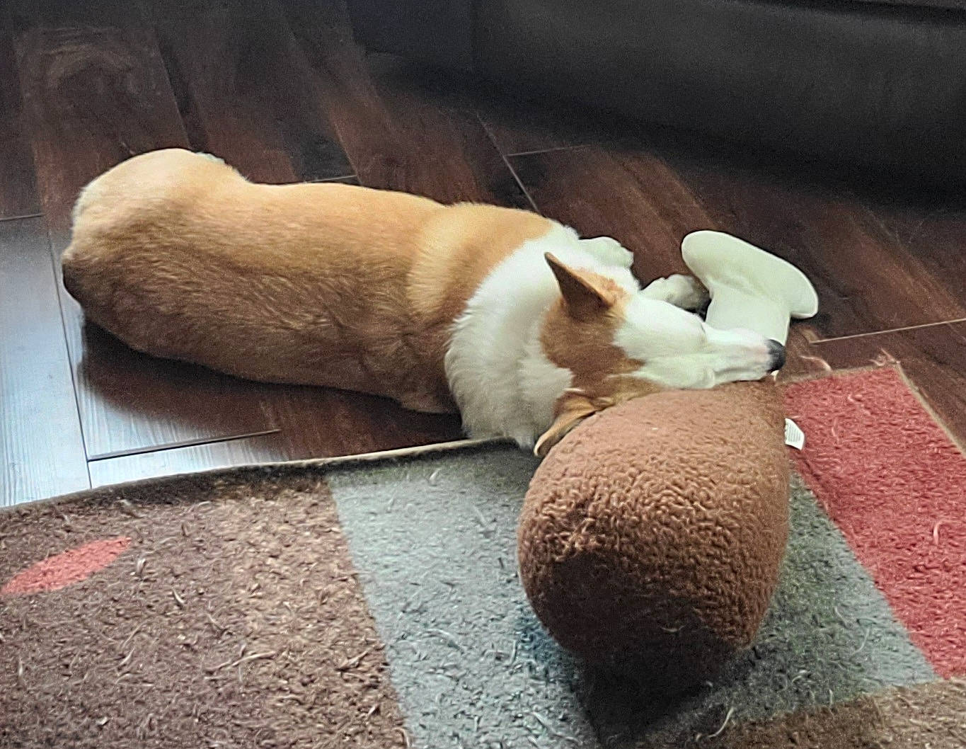 Bella joined the competition — help win amazing prizes! canidae, carnivore, cloud, comfort, companion_dog, dog, dog_breed, fawn, felidae, flooring, foot, fur, human_leg, linens, paw, small_to_medium_sized_cats, tail, tints_and_shades, whiskers, wood