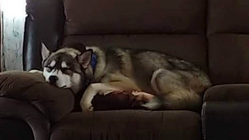 Bubby joined the competition — help win amazing prizes! canidae, carnivore, comfort, companion_dog, couch, dog, dog_breed, dog_supply, fur, grey, non_sporting_group, pet_supply, siberian_husky, sled_dog, snout, terrestrial_animal, wildlife, working_animal, working_dog