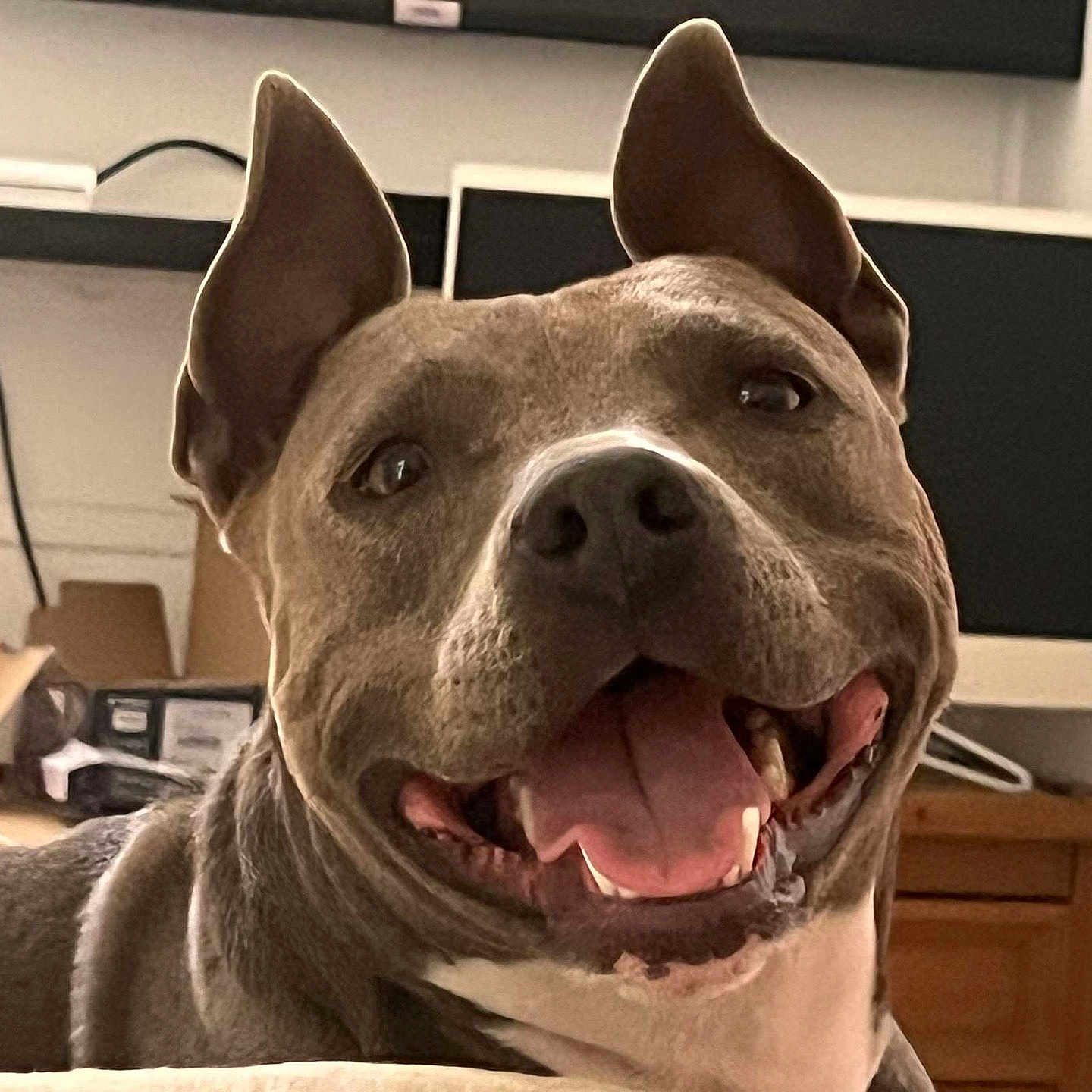 Sélène a rejoint le concours — aidez-le/la à gagner de superbes lots ! animal, architecture, building, bulldog, canine, computerhardware, dog, electronics, furniture, hardware, indoors, interiordesign, livingroom, monitor, pet, pitbull, puppy, screen, snout, tv