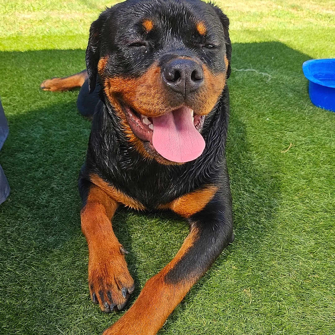 Pushka participe au concours pour gagner de l'argent avec cette photo : animal, architecture, backyard, building, canine, dog, face, grass, head, lawn, nature, outdoors, person, pet, photography, plant, puppy, shelter, summer, yard