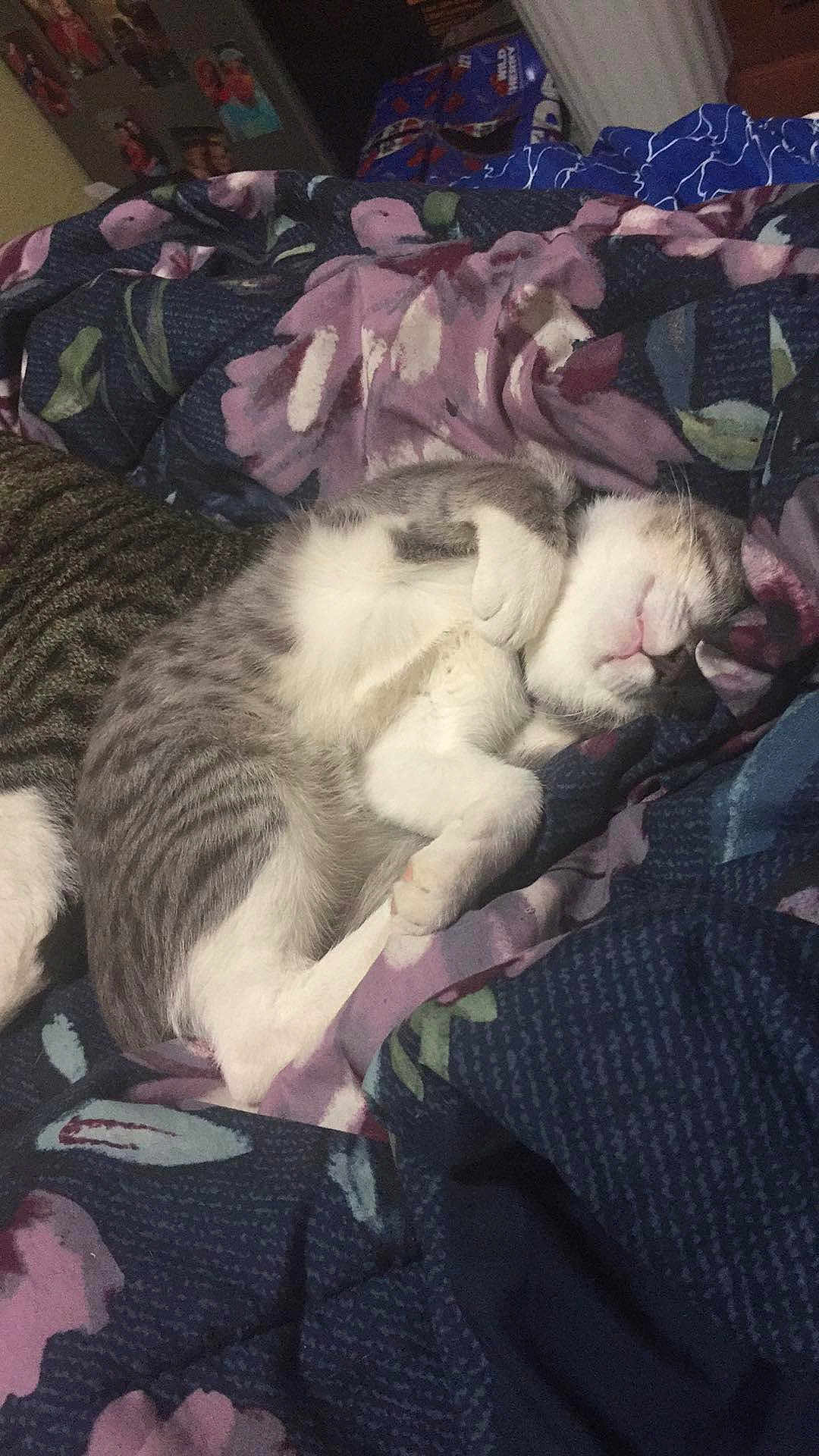 Spanky is registered to the contest to win money with this photo: cat, sleeping, blanket, floral_pattern, indoor, cozy, pet, feline, fur, resting, cute, domestic_animal, comfort, relaxed, animal, tabby, white_paws, whiskers, soft, nap