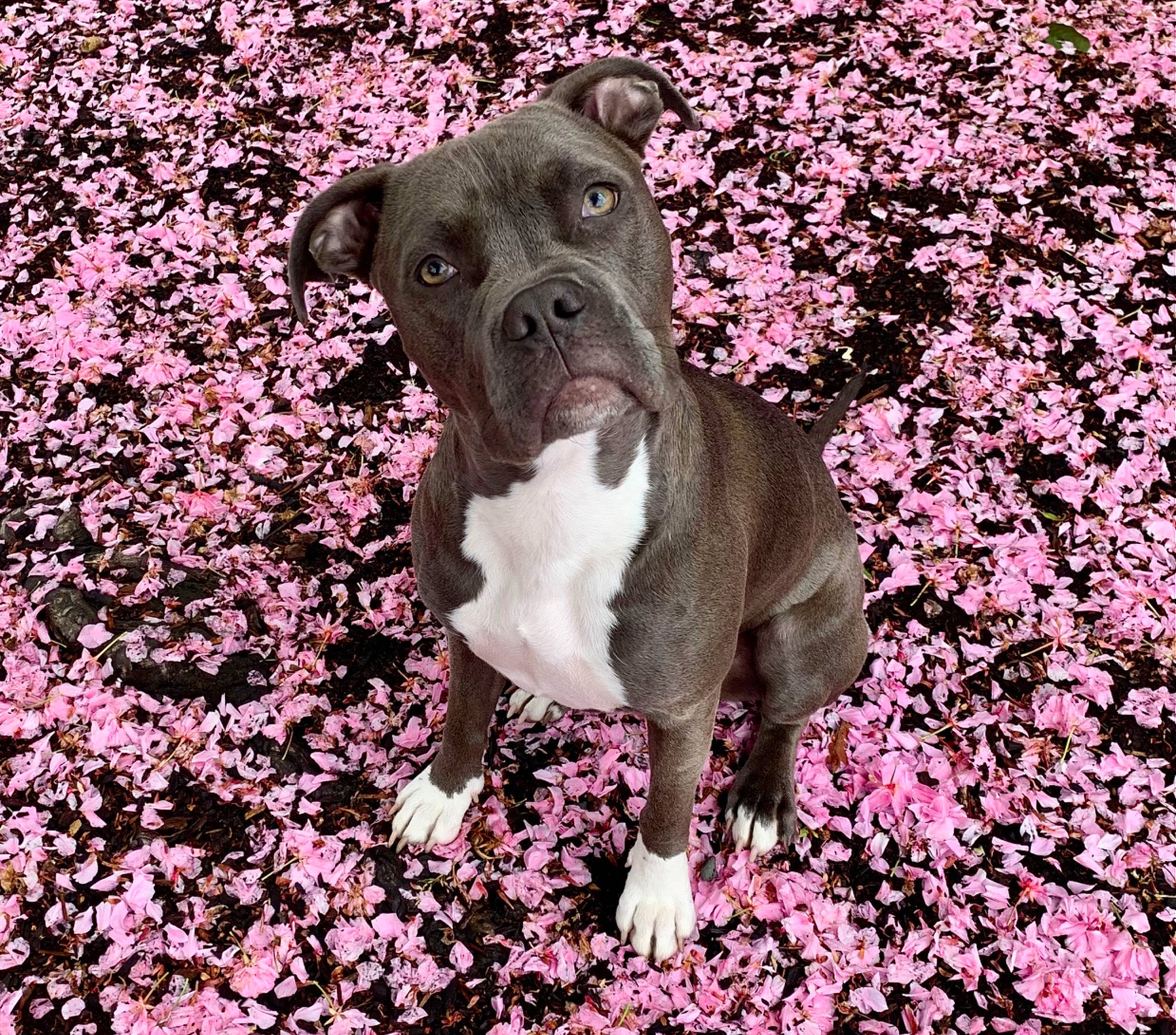 Ivy is registered to the contest to win money with this photo: art, blossom, canidae, carnivore, companion_dog, dog, dog_breed, eye, fawn, flower, grass, groundcover, magenta, petal, pink, plant, shrub, snout, sporting_group, working_animal