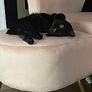 Louie joined the competition — help win amazing prizes! black_cat, cat, indoor, furniture, chair, pet, animal, cute, relaxing, upside_down, fluffy, cozy, home, legs, eyes, pink, soft, curious, mischievous, domestic