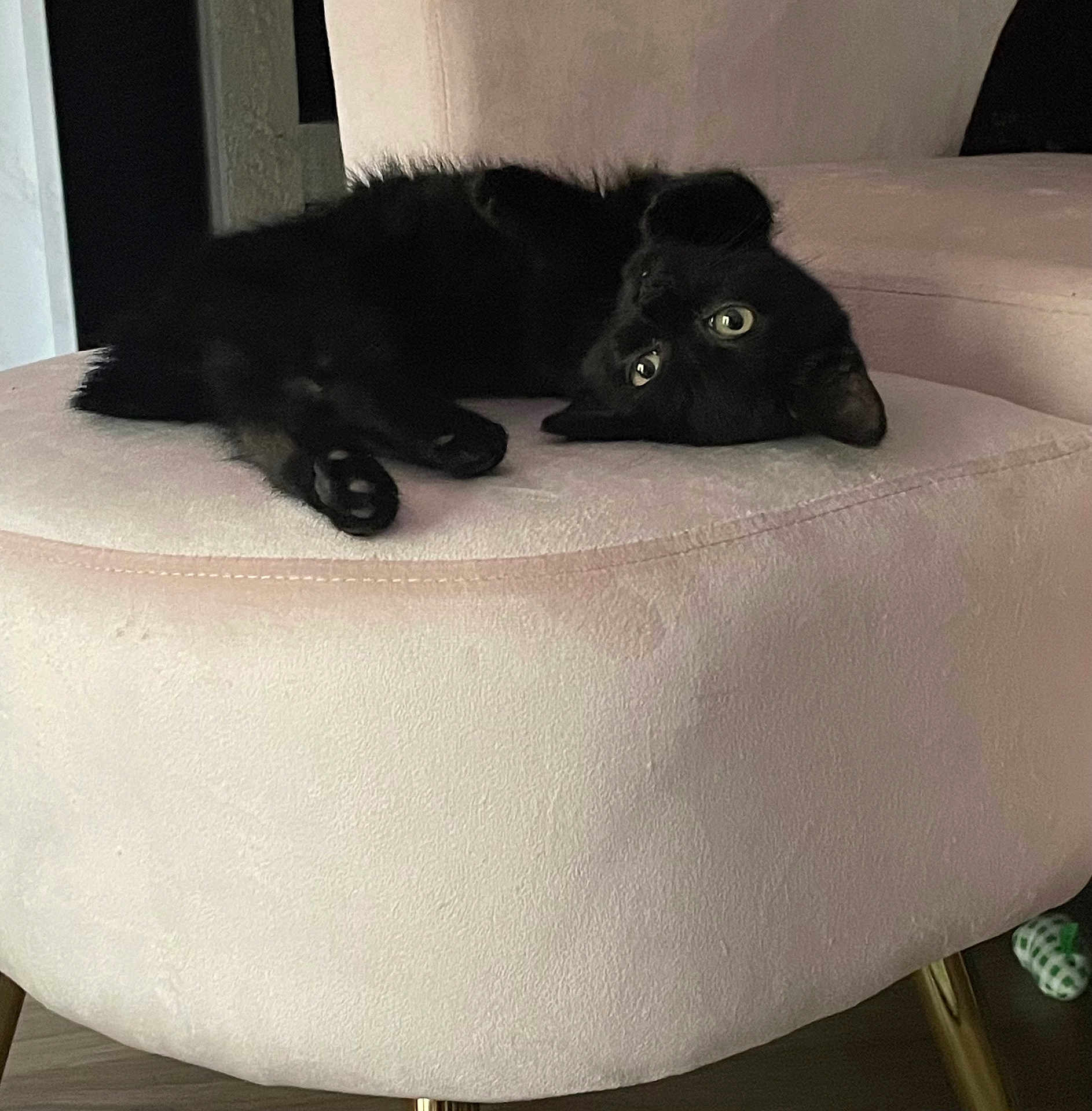 Louie joined the competition — help win amazing prizes! black_cat, cat, indoor, furniture, chair, pet, animal, cute, relaxing, upside_down, fluffy, cozy, home, legs, eyes, pink, soft, curious, mischievous, domestic