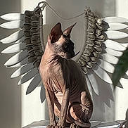 Aya a rejoint le concours — aidez-le/la à gagner de superbes lots ! angel_wings, animal, cat, curled_tail, decor, ears, feline, hairless_cat, indoor, light, majestic, pet, pose, shadow, sitting, skin, sphynx_cat, table, wall_hanging, wrinkles