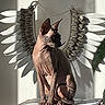 angel_wings, animal, cat, curled_tail, decor, ears, feline, hairless_cat, indoor, light, majestic, pet, pose, shadow, sitting, skin, sphynx_cat, table, wall_hanging, wrinkles