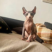 Bob participe au concours pour gagner de l'argent avec cette photo : sphynx_cat, hairless_cat, cat, pet, indoor, blanket, pillow, furniture, curious, sitting, wrinkled_skin, ears, eyes, cozy, home, wall_art, texture, animal, cute, portrait