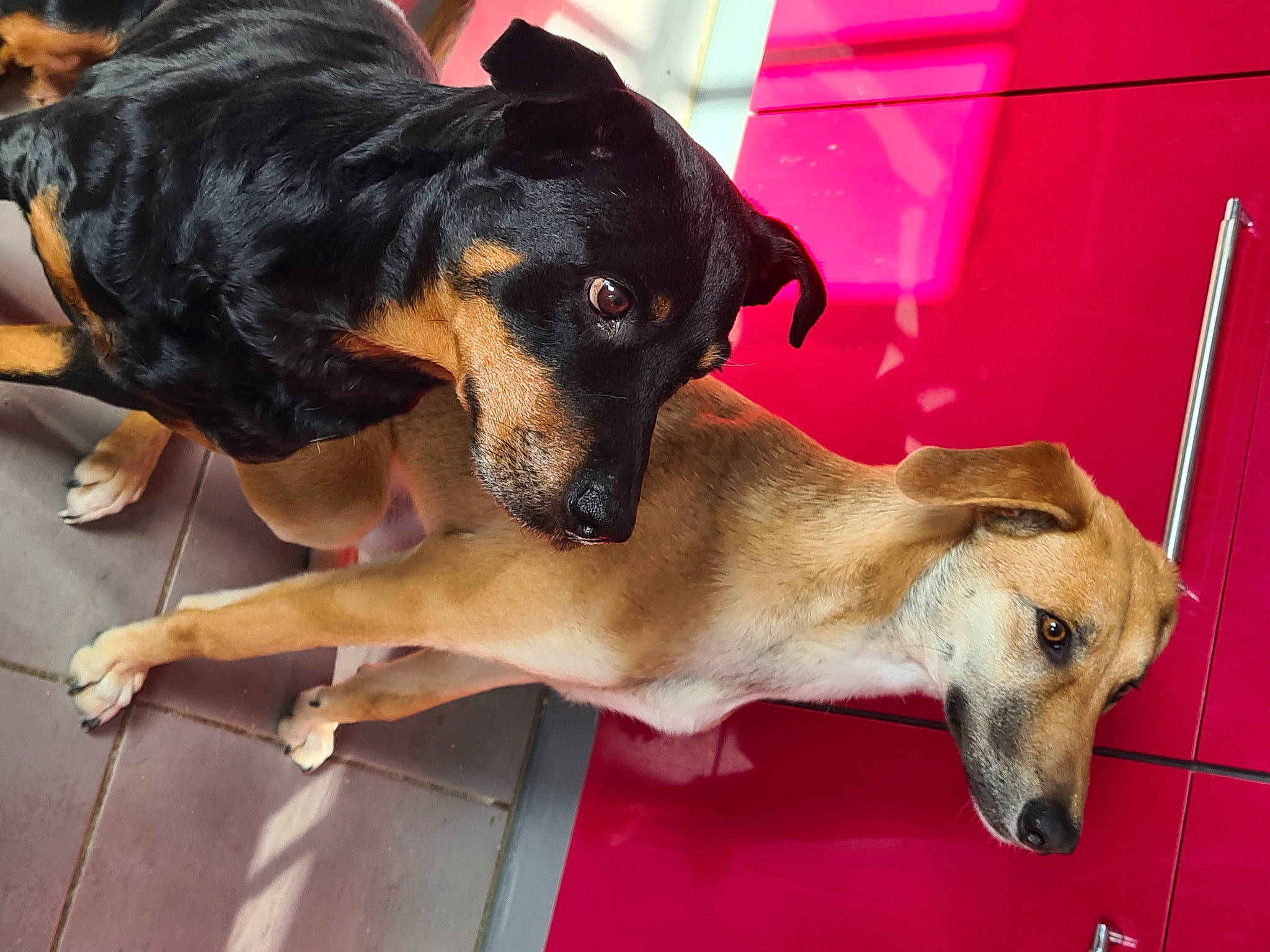 Lina participe au concours pour gagner de l'argent avec cette photo : canidae, carnivore, companion_dog, dog, dog_breed, door, fawn, fur, guard_dog, paw, pet_supply, puppy, snout, sporting_group, street_dog, terrestrial_animal, working_animal, working_dog