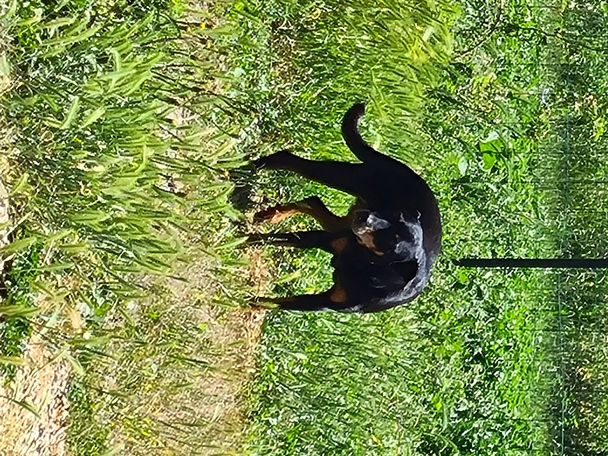 Lina a rejoint le concours — aidez-le/la à gagner de superbes lots ! canidae, carnivore, dog_breed, felidae, grass, grassland, groundcover, guard_dog, pasture, people_in_nature, plant, shadow, shrub, sporting_group, tail, terrestrial_animal, tints_and_shades, tree, trunk, wildlife