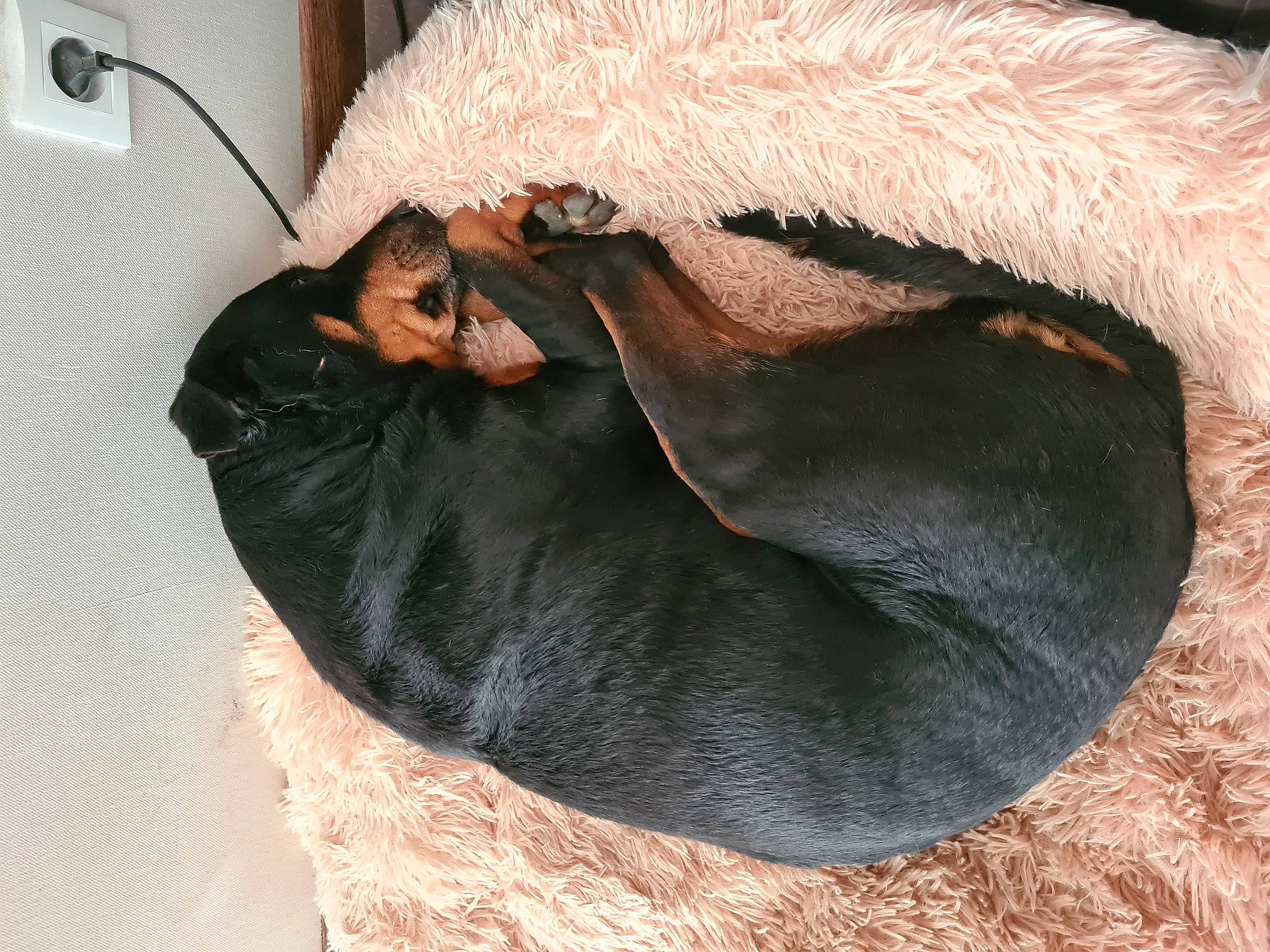 Lina a rejoint le concours — aidez-le/la à gagner de superbes lots ! ball, bat, carnivore, cat_bed, cat_supply, comfort, companion_dog, couch, dog_breed, fawn, feather, felidae, liver, natural_material, pet_supply, small_to_medium_sized_cats, snout, tail, terrestrial_animal, whiskers