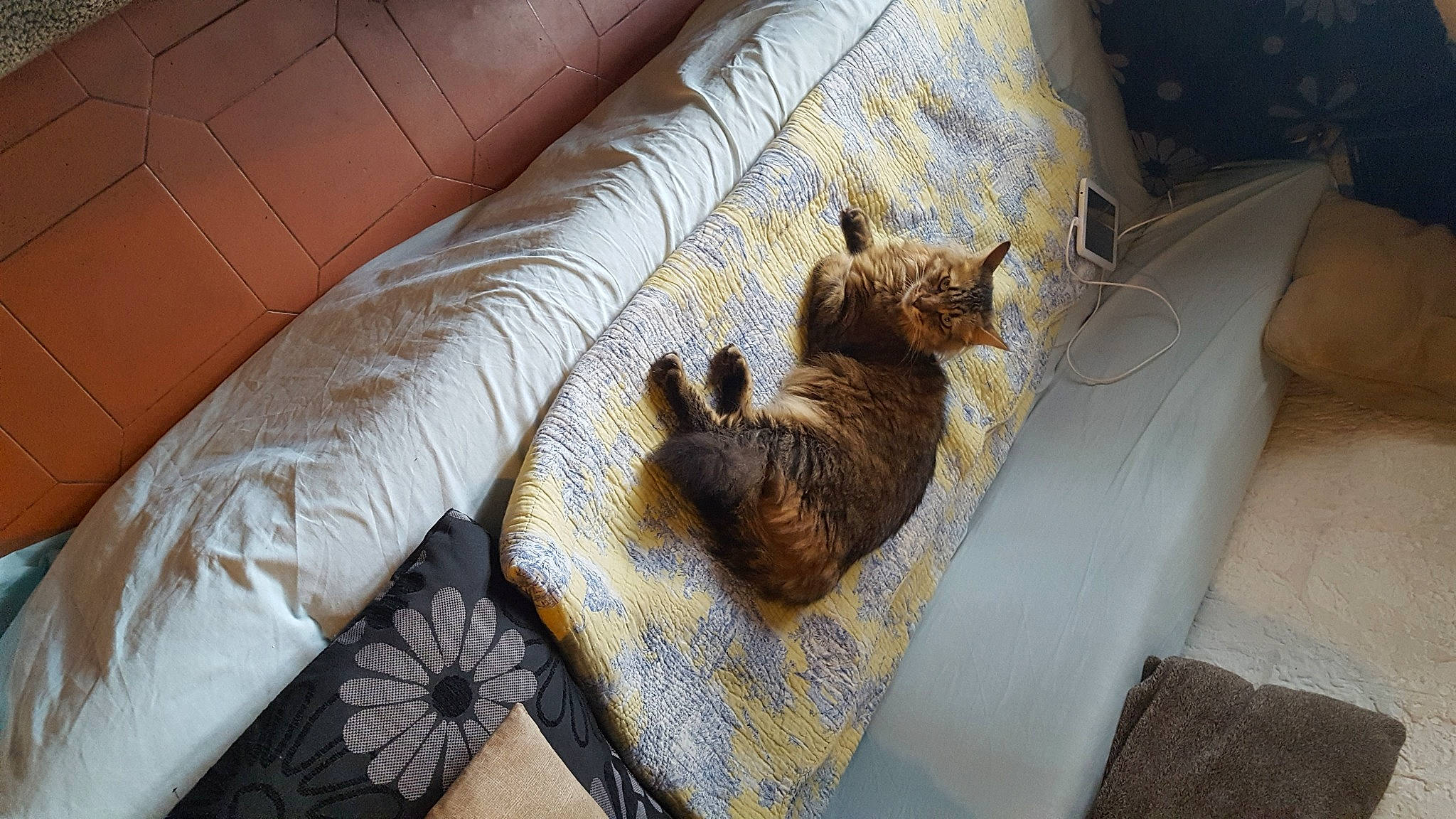 Grisette