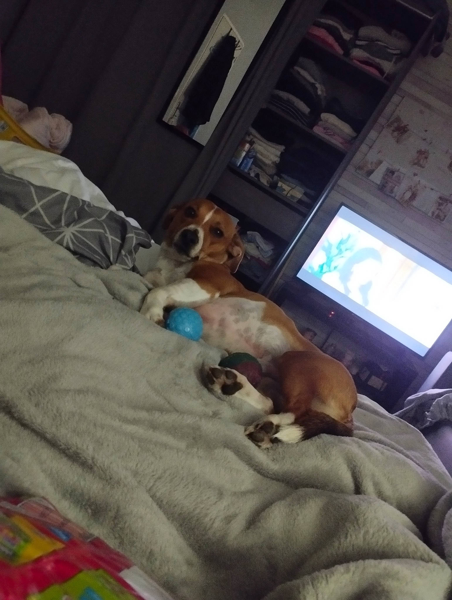 Salto a rejoint le concours — aidez-le/la à gagner de superbes lots ! bedding, bedtime, blanket, canidae, carnivore, comfort, companion_dog, dog, dog_breed, fawn, kitchen_appliance, linens, nap, non_sporting_group, room, sleep, sporting_group, toy_dog, working_animal