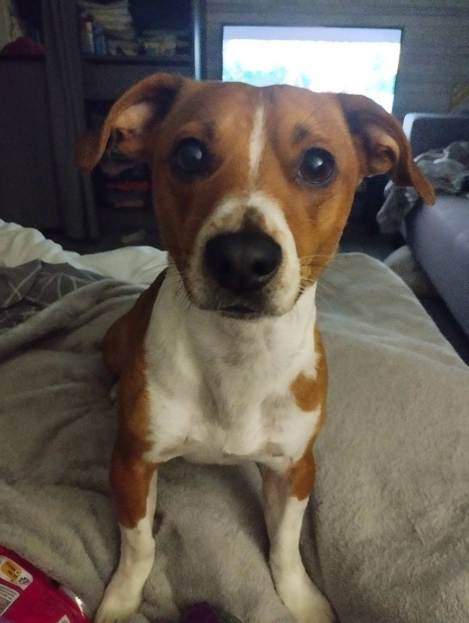 Salto a rejoint le concours — aidez-le/la à gagner de superbes lots ! canidae, carnivore, collar, comfort, companion_dog, dog, dog_breed, ear, fawn, non_sporting_group, snout, sporting_group, whiskers, working_animal, working_dog