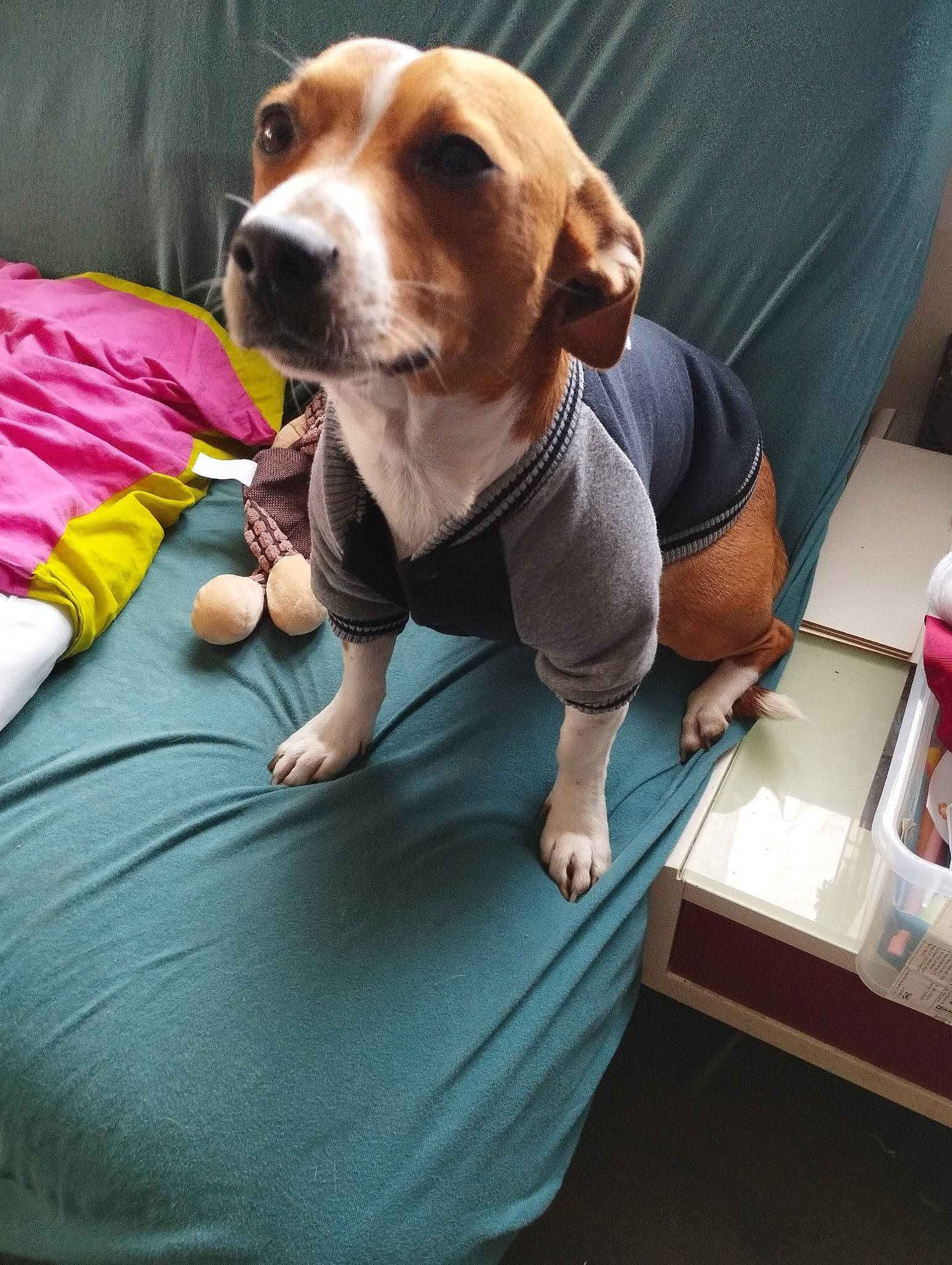 Salto a rejoint le concours — aidez-le/la à gagner de superbes lots ! beagle, beagle_harrier, carnivore, collar, comfort, companion_dog, dog, dog_breed, dog_clothes, dog_collar, dog_supply, fawn, finnish_hound, hound, pet_supply, scent_hound, sitting, sporting_group, tennis_ball, whiskers