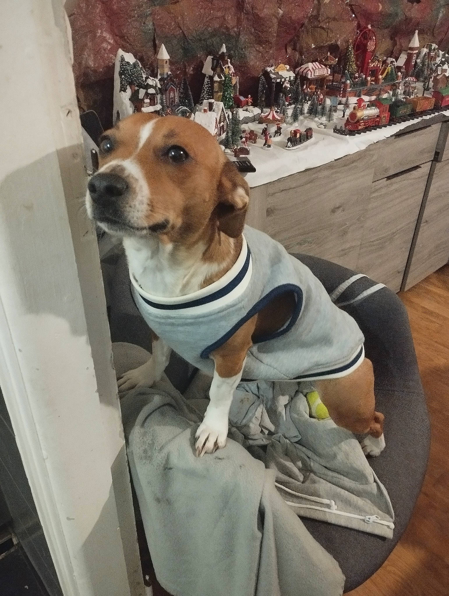 Salto participe au concours pour gagner de l'argent avec cette photo : canidae, carnivore, chair, collar, companion_dog, dog, dog_breed, dog_collar, dog_supply, eyewear, fawn, fur, hound, leash, pet_supply, sitting, snout, sporting_group, whiskers, working_animal