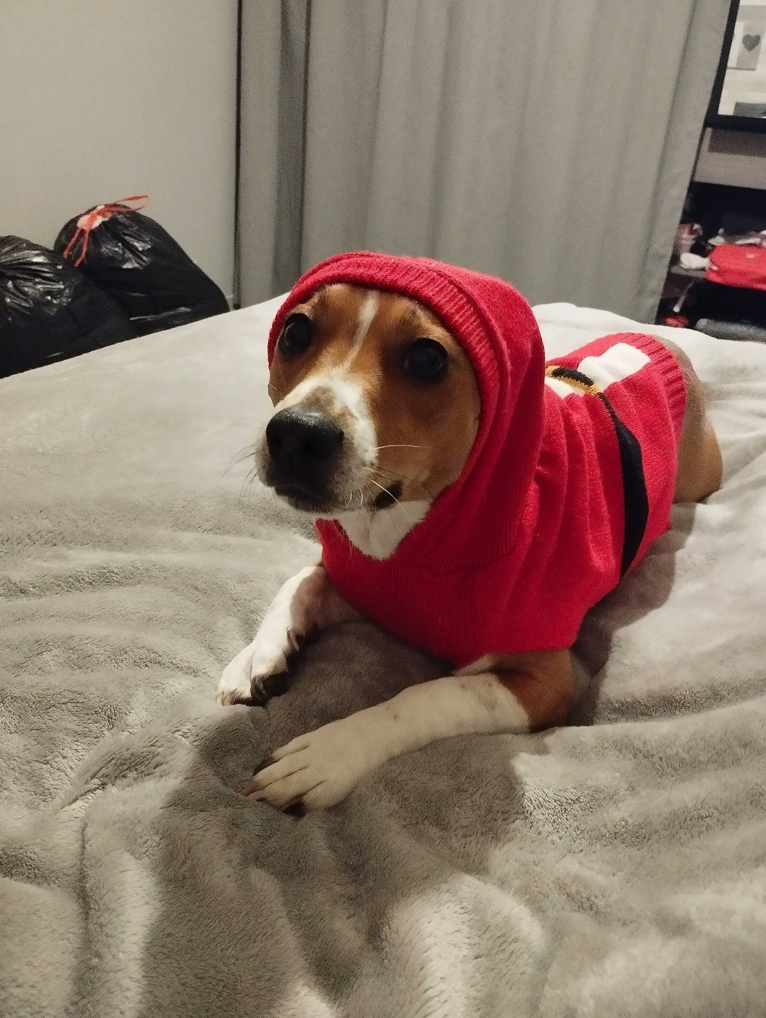 Salto a rejoint le concours — aidez-le/la à gagner de superbes lots ! bag, ball, canidae, carnivore, collar, comfort, companion_dog, dog, dog_breed, dog_supply, floor, flooring, football, fur, luggage_and_bags, paw, pet_supply, snout, sporting_group, working_animal