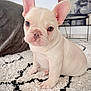 puppy, french_bulldog, dog, white_dog, indoor, carpet, rug, ears, cute, pet, animal, floor, portrait, sitting, close_up, young_dog, domestic_animal, fur, whiskers, eye_contact