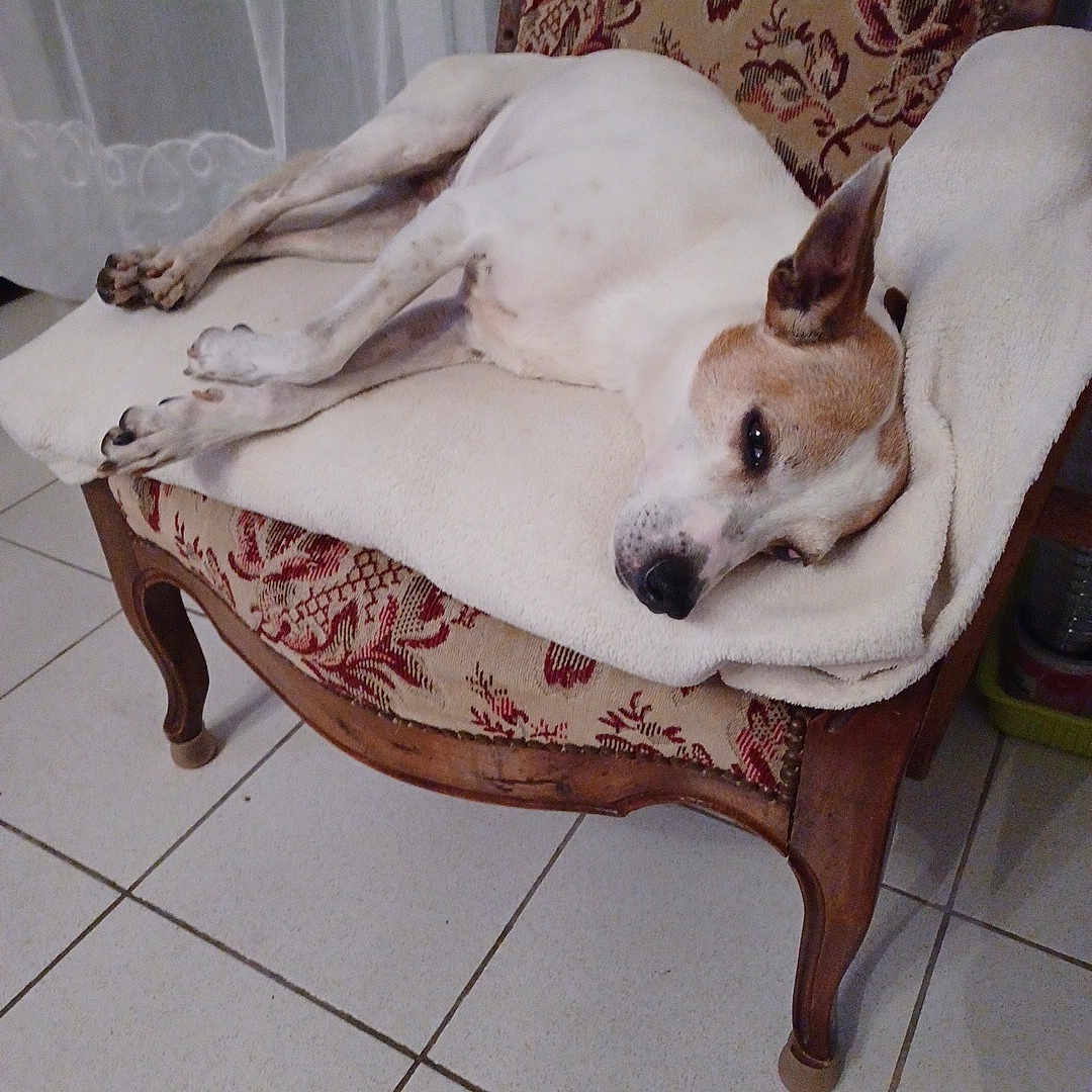 Jethro participe au concours pour gagner de l'argent avec cette photo : accessories, animal, architecture, armchair, building, canine, chair, chihuahua, couch, dog, dogbed, furniture, homedecor, hound, husky, linen, pet, puppy, strap, wood