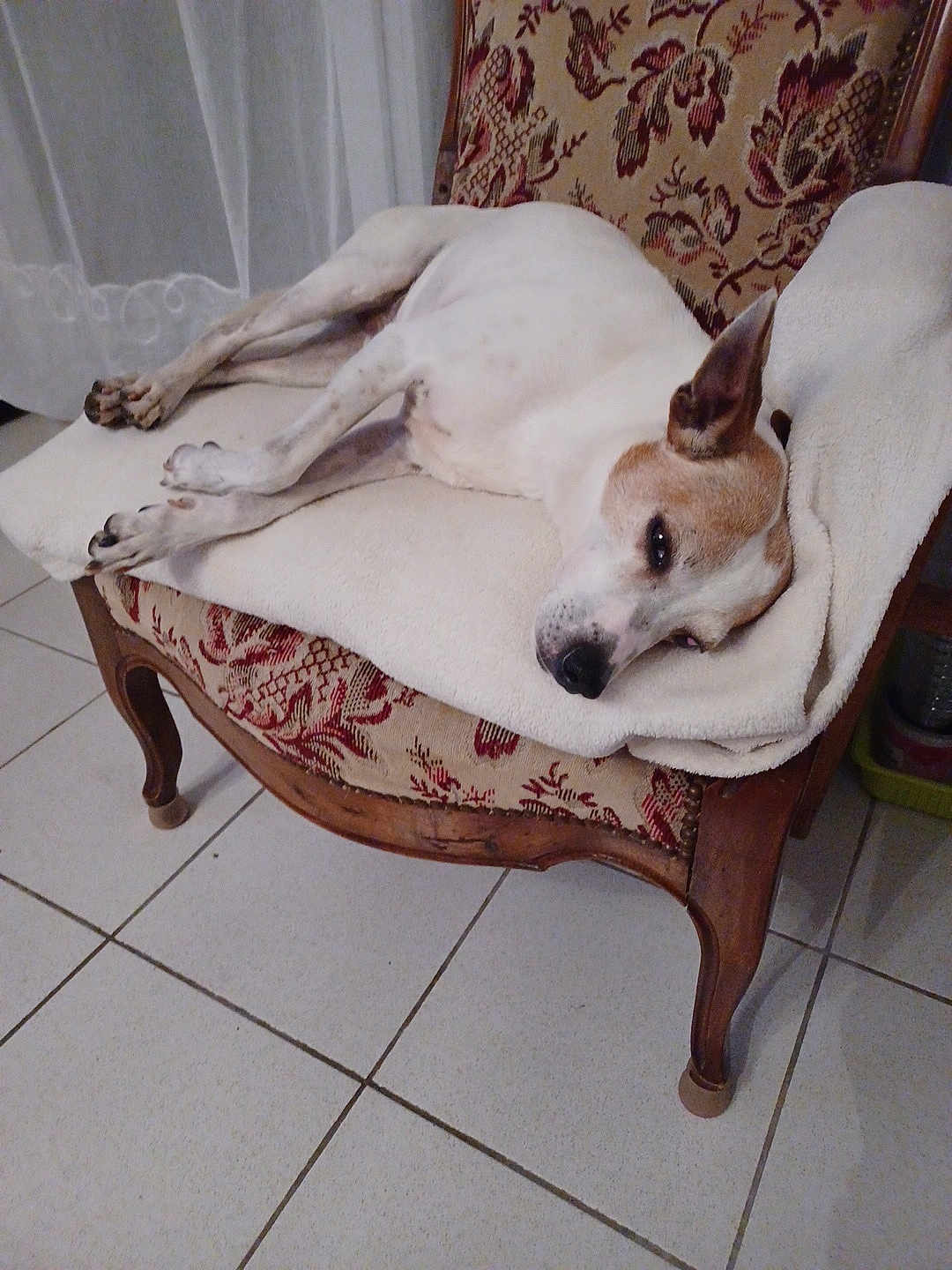 Jethro participe au concours pour gagner de l'argent avec cette photo : accessories, animal, architecture, armchair, building, canine, chair, chihuahua, couch, dog, dogbed, furniture, homedecor, hound, husky, linen, pet, puppy, strap, wood