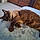 Pushcat