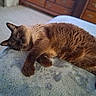 Pushcat is registered to the contest to win money with this photo: animal, blanket, brown_cat, carpet, cat, closeup, cozy, domestic, dresser, feline, furniture, indoor, lying_down, paw_prints, pet, relaxed, resting, sleepy, soft_texture, wooden_furniture