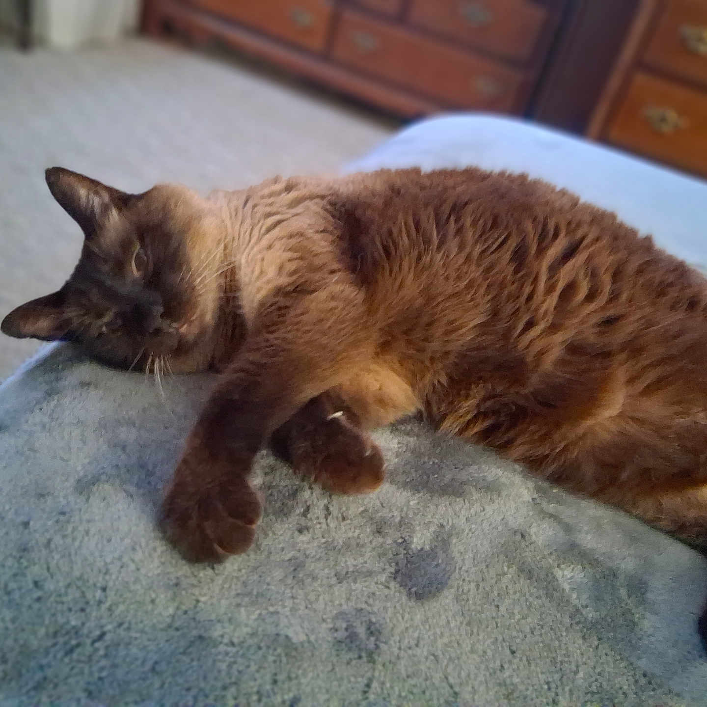 Pushcat