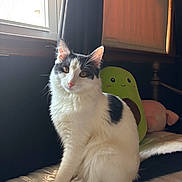 Deigo joined the competition — help win amazing prizes! animal, avocado_plush, bed, bedspread, black_spots, cat, cozy, curtain, cute, fluffy_fur, furniture, indoor, natural_light, pet, plush_toy, relaxed, sitting, soft_light, white_cat, window