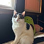 animal, avocado_plush, bed, bedspread, black_spots, cat, cozy, curtain, cute, fluffy_fur, furniture, indoor, natural_light, pet, plush_toy, relaxed, sitting, soft_light, white_cat, window
