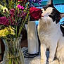 Deigo joined the competition — help win amazing prizes! black, bouquet, cat, closeup, curtain, decor, domestic_animal, feline, flower, home, indoor, natural_light, paper_towel, pet, plant, rose, sniffing, table, vase, white