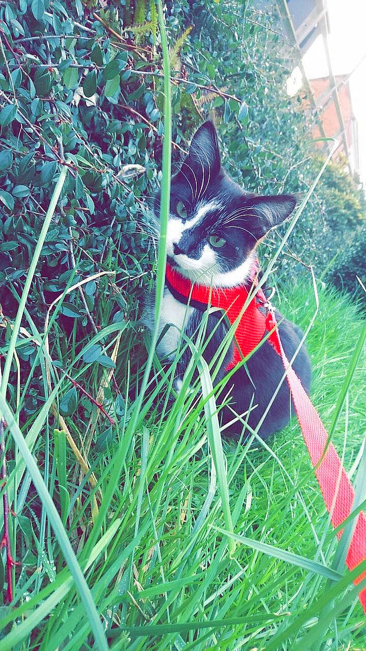 Koba participe au concours pour gagner de l'argent avec cette photo : botany, carmine, carnivore, cat, electric_blue, fawn, felidae, fur, grass, grass_family, groundcover, leaf, plant, shrub, small_to_medium_sized_cats, snout, tail, tree, vegetation, whiskers