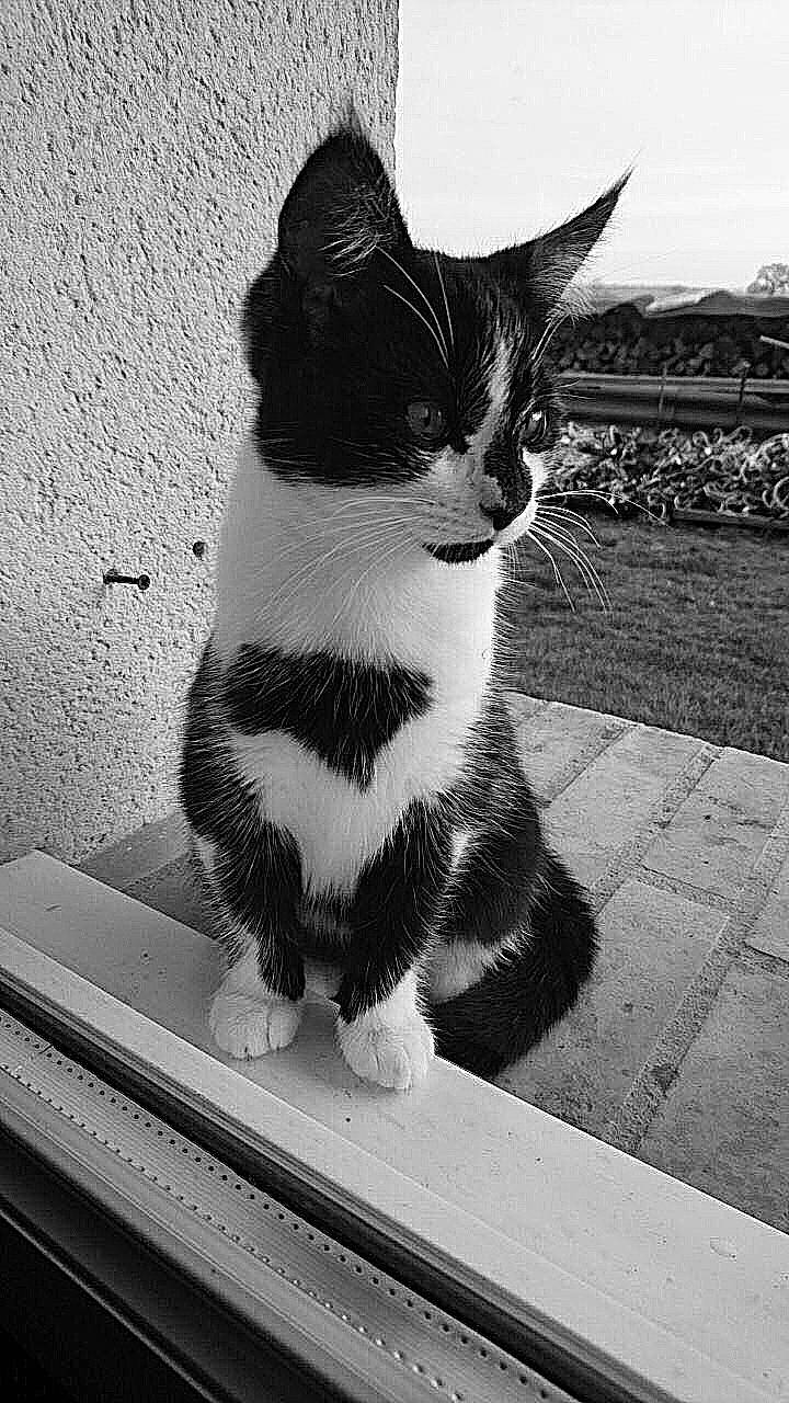 Koba participe au concours pour gagner de l'argent avec cette photo : black, black_and_white, carnivore, cat, domestic_short_haired_cat, felidae, fur, grey, line, mammal, monochrome, monochrome_photography, sky, small_to_medium_sized_cats, snout, style, tail, tints_and_shades, vertebrate, whiskers