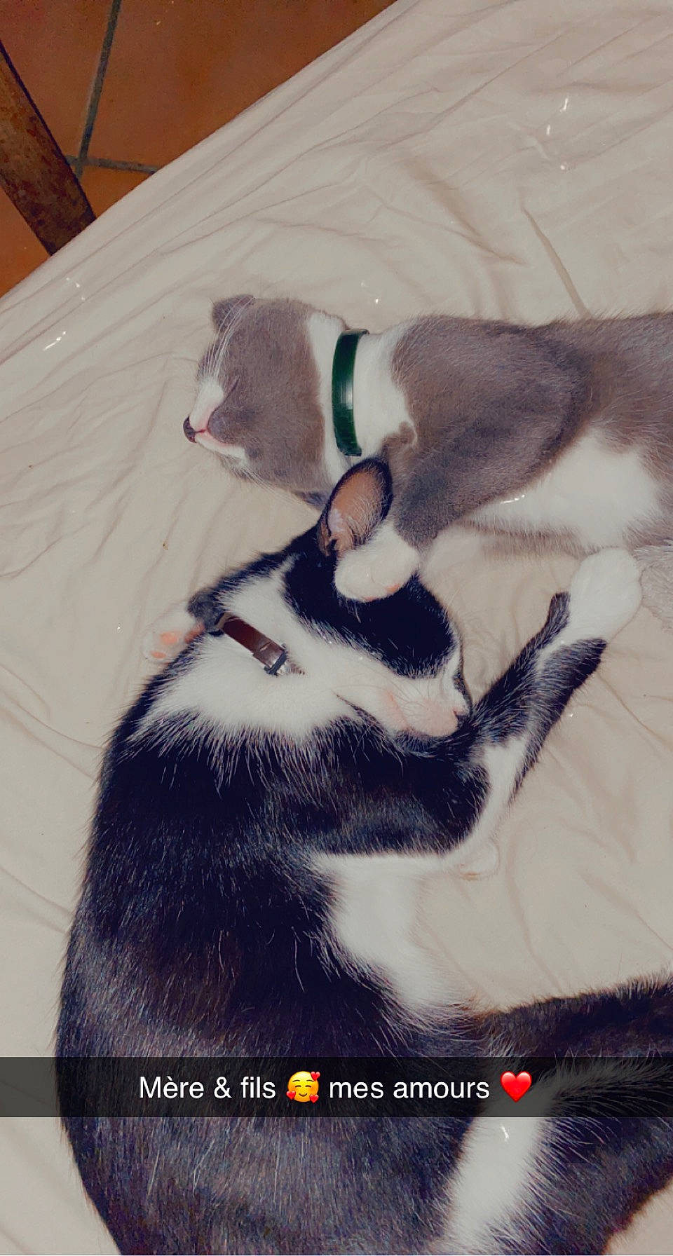 Koba a rejoint le concours — aidez-le/la à gagner de superbes lots ! canidae, carnivore, collar, comfort, companion_dog, dog, dog_breed, dog_collar, felidae, font, fur, hardwood, mammal, paw, small_to_medium_sized_cats, sporting_group, tail, terrestrial_animal, vertebrate, whiskers