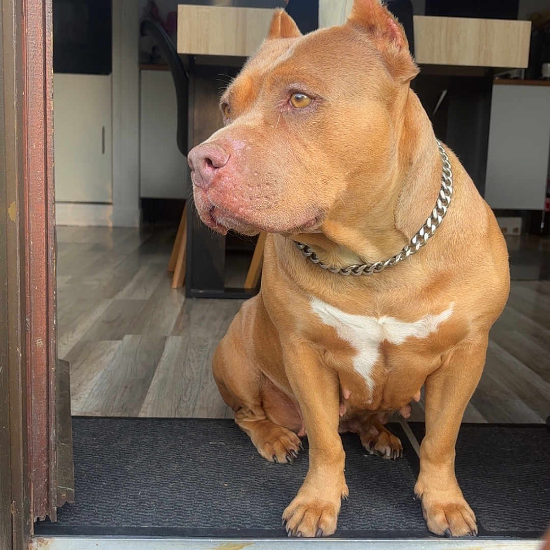 Bulma a rejoint le concours — aidez-le/la à gagner de superbes lots ! dog, brown_dog, chain_collar, pet, indoor, doorway, wooden_floor, dining_table, chair, looking_away, sitting, domestic_animal, house, furniture, floor, pet_portrait, calm, animal, companion, canine