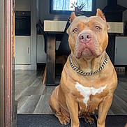 Bulma a rejoint le concours — aidez-le/la à gagner de superbes lots ! dog, pitbull, chain_collar, doorway, floor_mat, wood_floor, kitchen, table, chair, window, indoor, pet, animal, sitting, brown_dog, white_marking, furniture, home, guard, looking