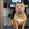 dog, pitbull, chain_collar, doorway, floor_mat, wood_floor, kitchen, table, chair, window, indoor, pet, animal, sitting, brown_dog, white_marking, furniture, home, guard, looking