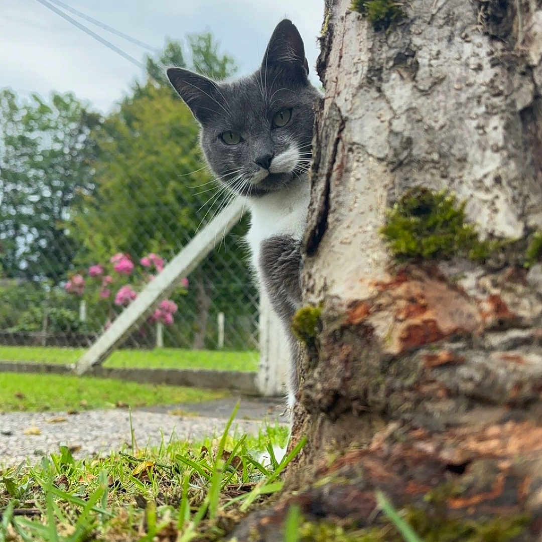 Simba