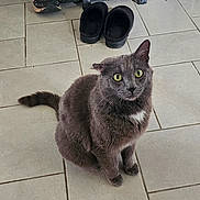 Mr.kitty joined the competition — help win amazing prizes! animal, cat, curious, domestic_animal, ears, feline, floor_tiles, gray_cat, green_eyes, household, indoor, looking_up, pet, shoes, sitting, slippers, tail, tile_floor, whiskers, white_patch