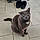 Mr.kitty