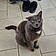 Mr.kitty
