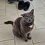 animal, cat, curious, domestic_animal, ears, feline, floor_tiles, gray_cat, green_eyes, household, indoor, looking_up, pet, shoes, sitting, slippers, tail, tile_floor, whiskers, white_patch