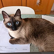 Mia a rejoint le concours — aidez-le/la à gagner de superbes lots ! cat, siamese_cat, blue_eyes, feline, glass_table, document, paper, wooden_cabinet, chair, indoor, pet, animal, curious, lying_down, domestic_cat, whiskers, ears, fur, table, home